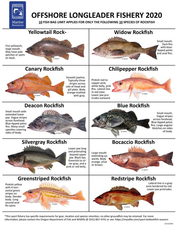 FISH ID & MEASURING oregon fishing regulations